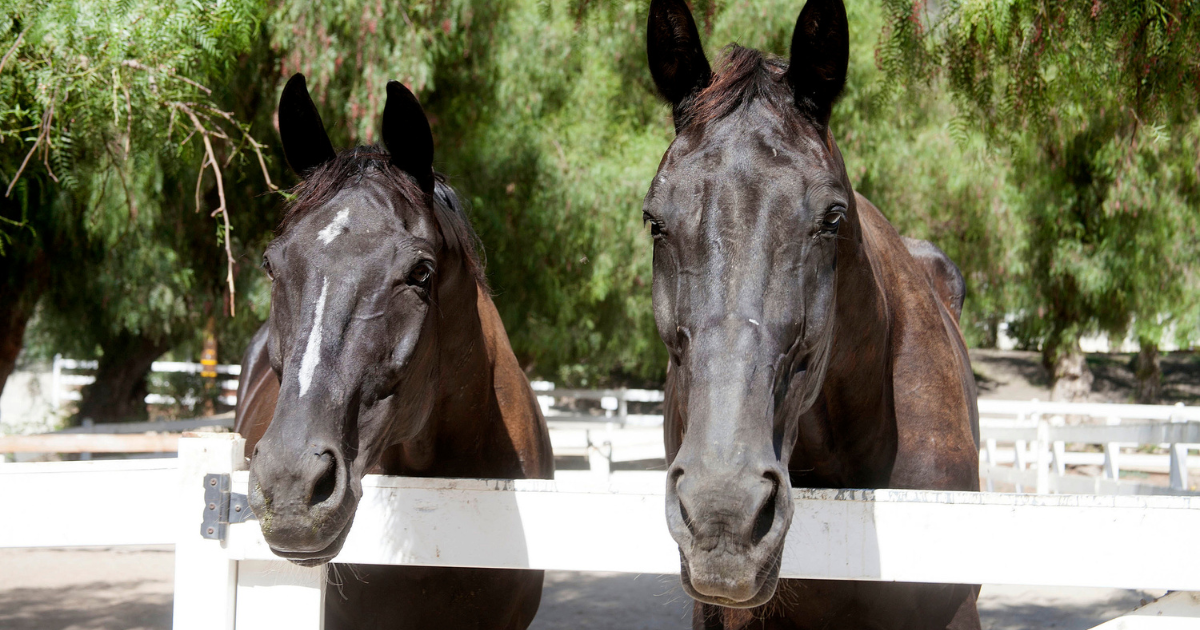 Horses in Hidden Hills, an equestrian-friendly gated community in Calabasas