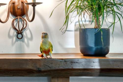 Bird FCS06802