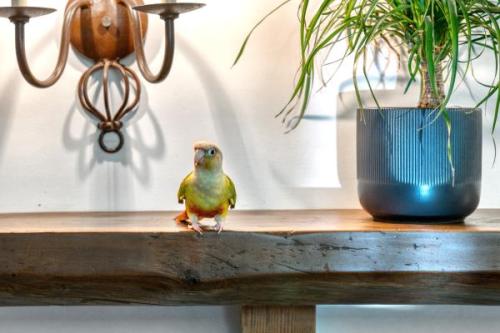 Bird FCS06818