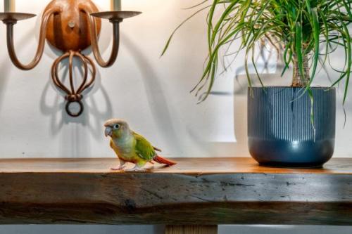 Bird FCS06838