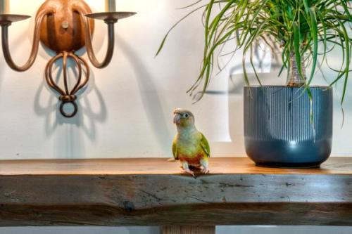 Bird FCS06867