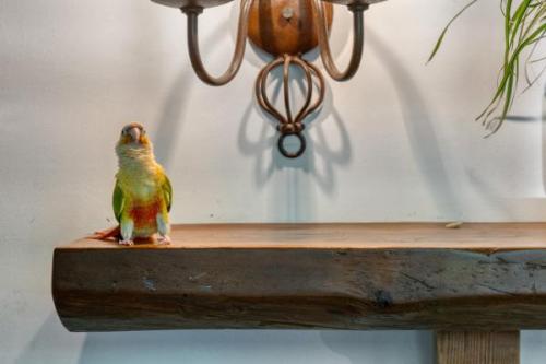 Bird FCS06883