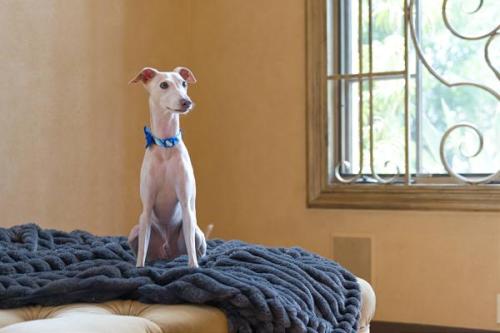 Dogs-GuineaPig-Rabbit 11