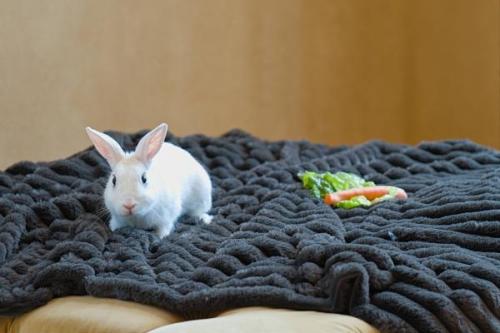 Dogs-GuineaPig-Rabbit 14