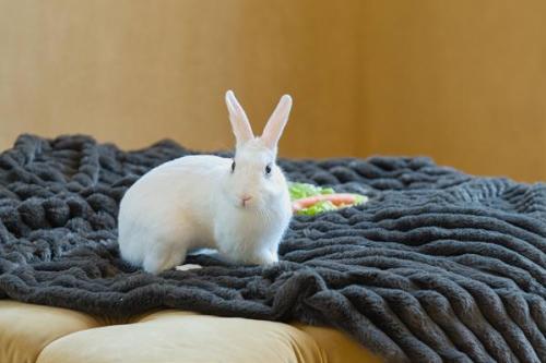 Dogs-GuineaPig-Rabbit 17