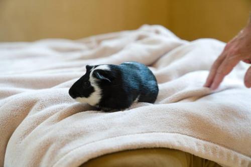 Dogs-GuineaPig-Rabbit 19
