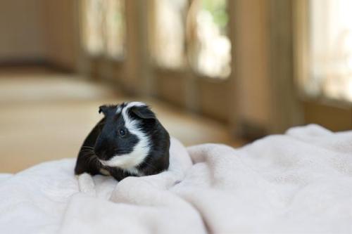 Dogs-GuineaPig-Rabbit 24
