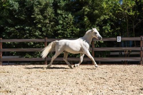 Ervin, Morty, Smokey-19