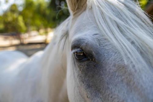 Ervin, Morty, Smokey-25