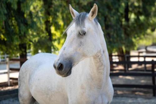 Ervin, Morty, Smokey-5