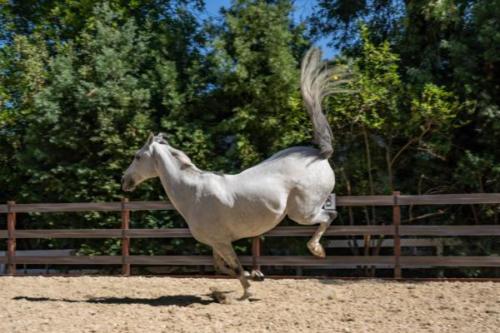 Ervin, Morty, Smokey-9