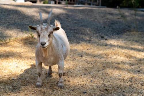 Goats-2 (1)