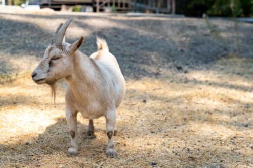 Goats-3 (1)