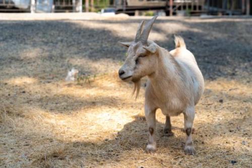 Goats-5 (1)