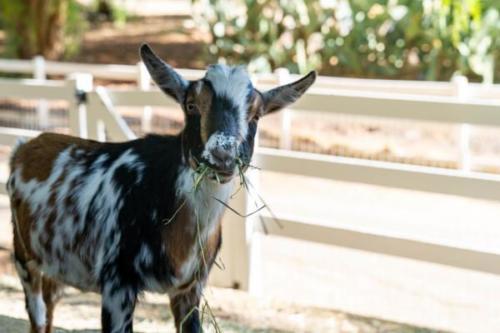 GoatsChickens-10 (1)