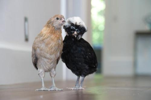 Hens 01