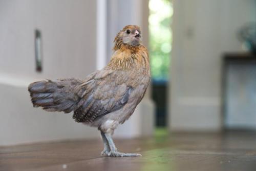 Hens 02