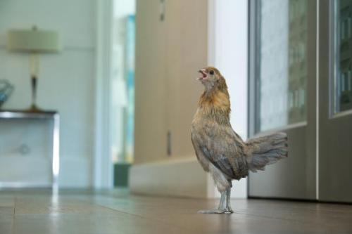 Hens 04
