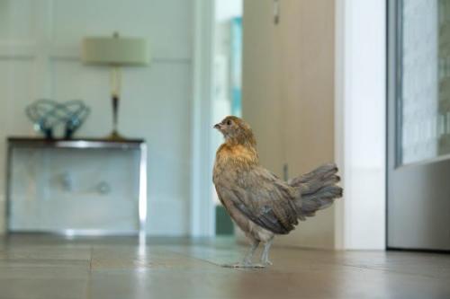 Hens 09