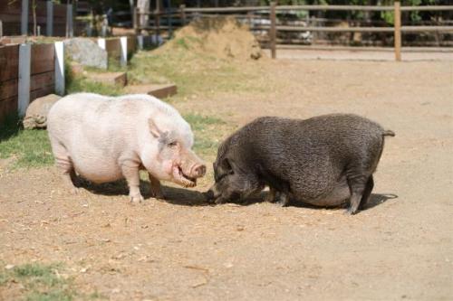 Kevin Bacon-03