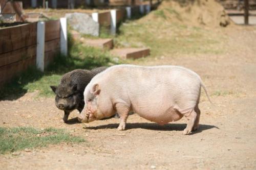 Kevin Bacon-11