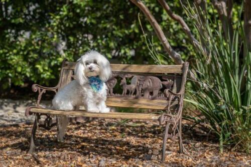 Lucy-11