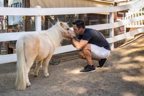 Mini-Horses-2