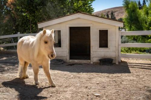 Mini-Horses-4