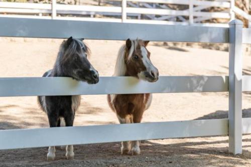 Mini-Horses-5