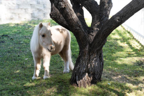 Mini-Horses-6