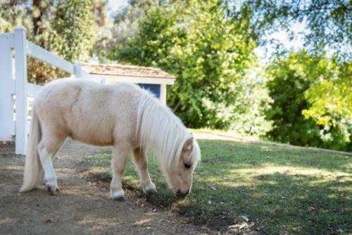 Mini-Horses-8