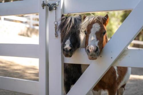 Mini-Horses-9