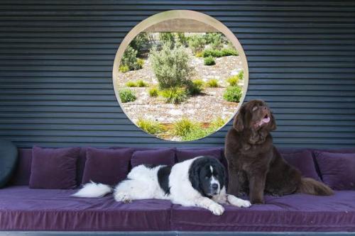 Newfies-Couch