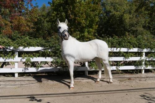 Queen-EBowieFanny09