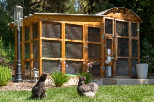 Sara's Chickens-11