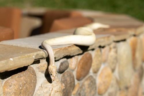 Snake-19