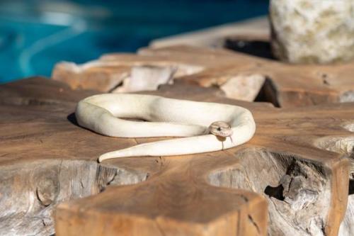 Snake-4