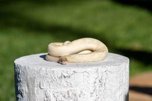 Snake-6