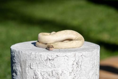 Snake-7