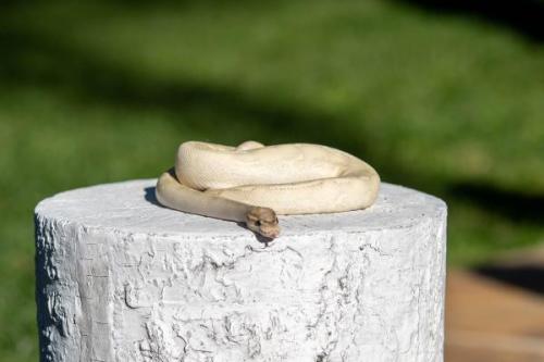 Snake-9